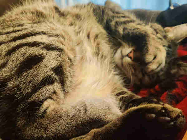 Gray tabby cat lying on a red and black blanket with his paw covering his eyes. 