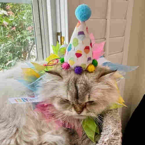 A fluffy white cat endures a multicolored ribbon neckpiece and a little cone hat-shaped headpiece. 