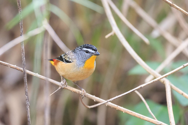 A very small bird with a short beak sitting on the thin branch. 
It has a buff coloured body, yellow throat, black cap and wings with white spots on them. There is a prominent white brow, and below the eye, a black and white mottled patch extending down the side of the neck. The short tail is black on top, with a red base, and yellow rump underneath.