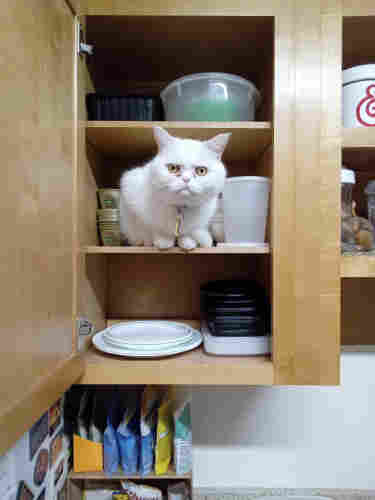 A white, exotic short-haired mix Cat sitting on the middle shelf of an upper cabinet. Plates and containers for leftovers surround him.