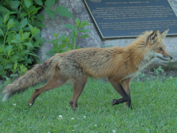 A fox walking across the frame in grass in front of a stone monument with a plague on it.