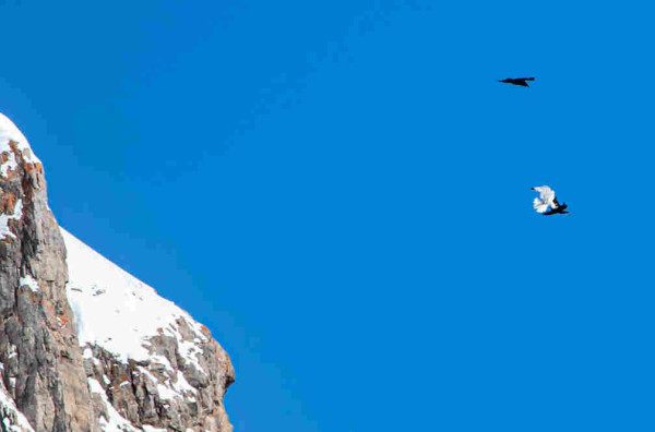 A cropped distant view. A white Gyrfalcon and a black Raven come together in a deep blue sky. Another Raven flies over them. On the left snow covered cliffs can be seen. 