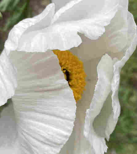 Cropped photo of large flower unfurling. Petals are crinkled and creamy white. Center is a ball of yellow stamens. 
