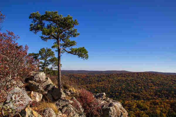 A pine tree perched on a rocky slope overlooking a scenic mountain vista in the Arkansas Ouachita Mountains. The foliage on distant trees are shades of orange, red, and green under a clear blue sky.