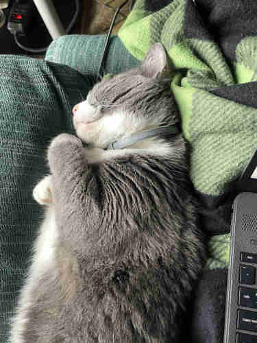 Zonkered cat tucked in between leg and chair with a lap blanket and bit of keyboard showing