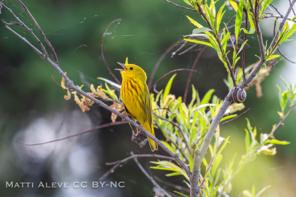 Yellow warbler sinning on a branch near to the camera.  Sitting sideways with it's mouth open singing.