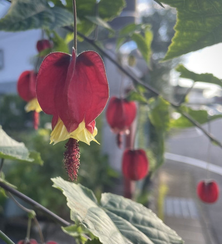 A photo of the lovely flowers of 'Callianthe megapotamica', known as Tyrolean lamps in Japan. They are shaped like red hot air balloons, or round balloons like lanterns. The inflated paper lantern is a contrast of red and yellow, with what looks like the fluffy tail of a cat emerging from its round bulge. This slightly backlit photo was taken at sunset.