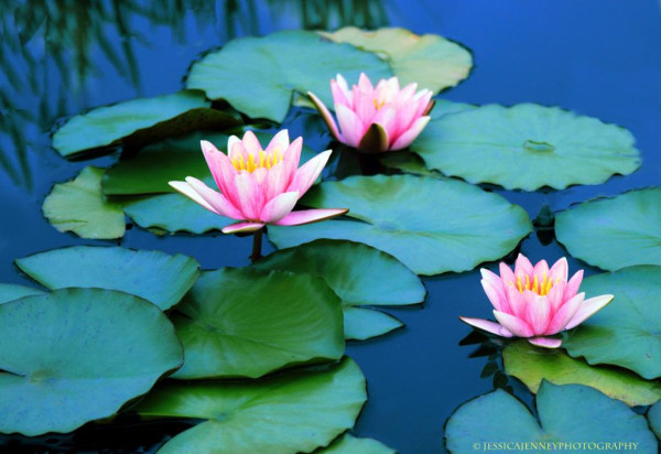 Vibrant pink water lilies bloom amidst a cluster of large, floating green leaves on a serene, blue water surface. The reflection of the foliage adds a tranquil ambiance to the scene.