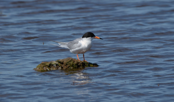 Forster's Tern standing on a small, seaweed covered rock with water all around. Bird has a black cap from beak to the back of its head. Orange beak with a black tip, gray wing and back feathers with a white underside and bright orange legs.