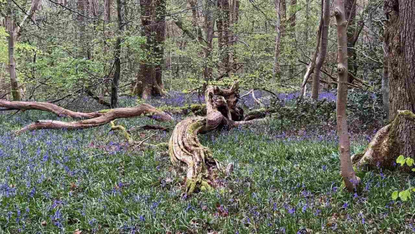 A woodland scene, a mix of slender trees and some larger ones - the photo doesn’t show the tops. They are just coming into leaf, fresh and bright green. Lying in a carpet of bluebells is an old twisted tree branch, with other branches across it and a gnarly lump at one end like a contorted head. Use your imagination to see the remains of a winged dragon that fell from the sky many years ago.