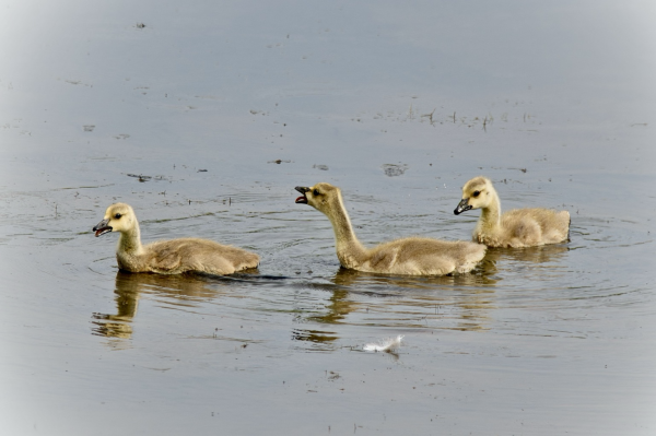 Three Canada Geese goslings, two of them with open beaks practicing honking, floating on a small beach marsh pond with water that appears silvery gray and a white feather floating on it in the foreground. The goslings are covered in yellow and olive downy feathers and have dark eyes and beaks.