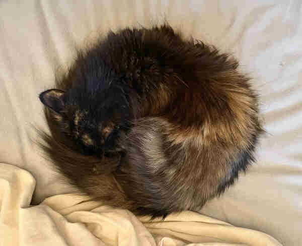 Top down view of a long-haired tortie cat curled up on a bed. Her face is buried in her bushy tail creating a near perfect oval. Colors include several shades of brown, black, white and orange.
