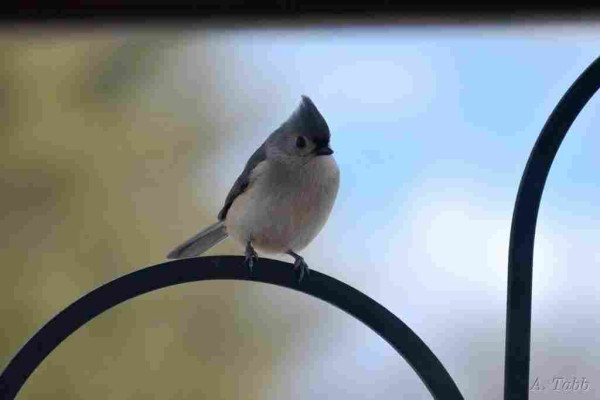A small bird perches on the arc of a shepherd's hook stand for bird feeders. The bird looks through the window at us with an intent stare. 