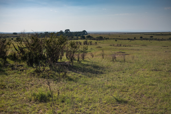 Expansive savanna landscape with grasslands and scattered bushes under a clear sky.