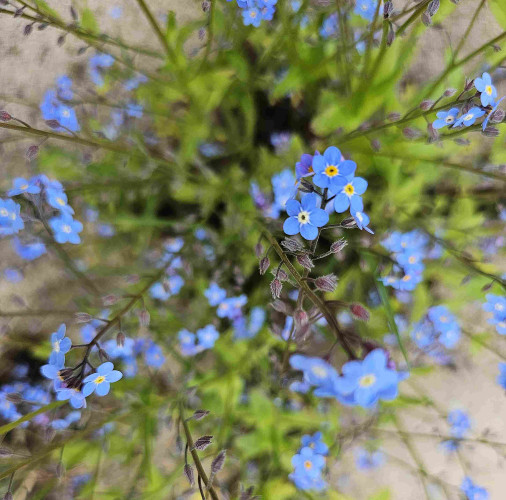 Close-up of forget-me-nots growing between paving stones. The flowers are bright blue, with yellow centres. Some are in sharp focus, but most are blurred. 