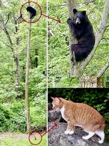 (Black high up in a tree.  Bear looks scared.  An tabby cat is at the bottom looking up)
