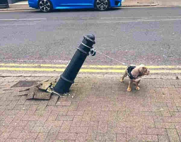 A green bollard leans on a 45 degree angle in the street, brickwork around it displaced. Attached to it is a small dog in  harness with a taught lead, seemingly having pulling the bollard into this broken state