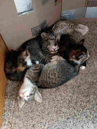 Five kittens (three tabbies and two calicos) sleeping in a tight knit group on the floor underneath my desk. It's basically a big blob of black, orange, and striped fur with five kitten heads.