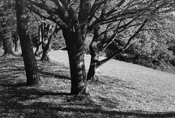 A group of trees in sun from the right casting shadow to the left, stands at the top of a small hill at the edge of our local park. It is autumn and most leaves have fallen, showing bare trunks and skeletal branches reaching right towards the light. Black and white photo.