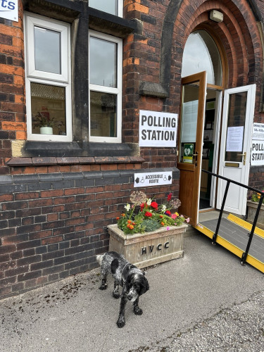 A cocker spaniel standing outside a brick building with a wooden planter full of flowers in front of it, there is a ramp going to the door and there is a poster saying Polling Station by the door 