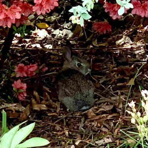 A baby rabbit sitting among foliage and flowers. Its back is to the camera and is looking over its shoulder and is a little hunched. It is giving the camera the death stare and has a comical frown. 