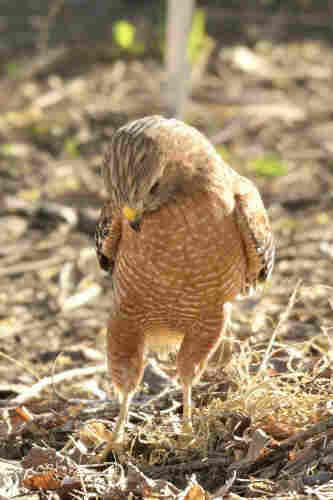 Red-shouldered hawk standing on the ground, preening its feathers