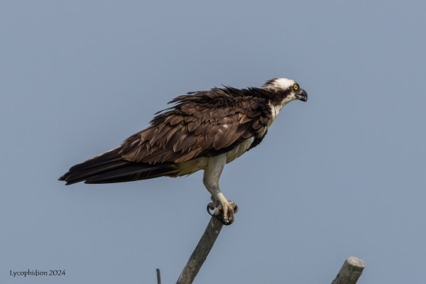 Osprey perched on a snag. A large fish-eating raptor with a dark upper body and light lower body with dark markings, a white head with a dark mask and yellow eyes. This one is a male taking a break from parental duties.