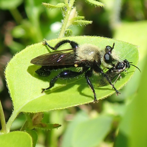 An oval green leaf is cantilevered into the image, held up by a thin stem that enters from the bottom left corner. A bee-like fly stands on this elevated platform. The fly has a shiny black body, but its back and face are covered by long shaggy yellow fuzz, some of which sticks far out in front, like a moustache. Impaled on the fly's spiky mouthparts is a small bee that it's just now caught. The fly's transparent brown wings are folded over each other and lying flat on its back. The hind legs are notable for their enormous Popeye-muscled femurs. Let's leave this little hunter to enjoy his hard-won meal.