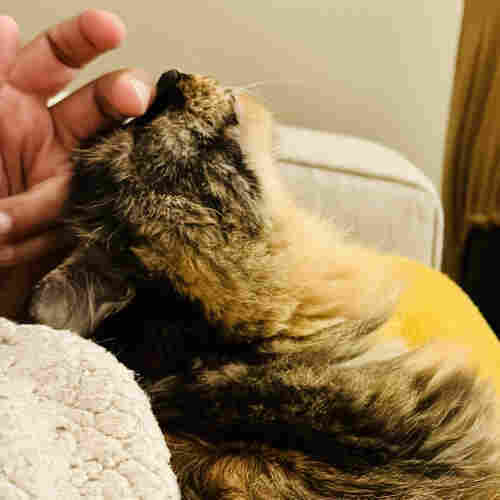 A tortie cat with her head flopped backward as she is getting a head rub