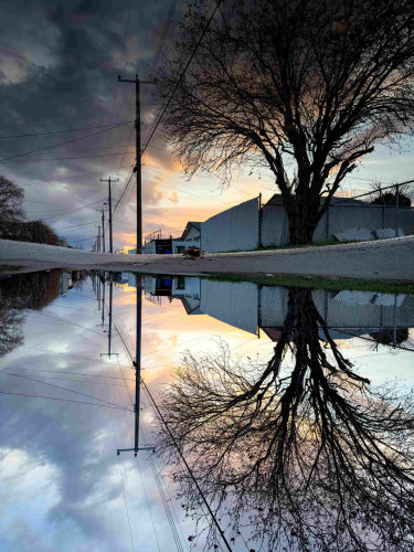Same photo, but horizontally mirrored. It's really hard to see.

Blue yellow sky, and black tree reflected back in a big puddle that covers most of the bottom or top of the photo.