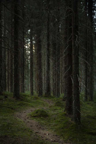 A forest trail weaving through a dark and moody moss covered Finnish spruce forest