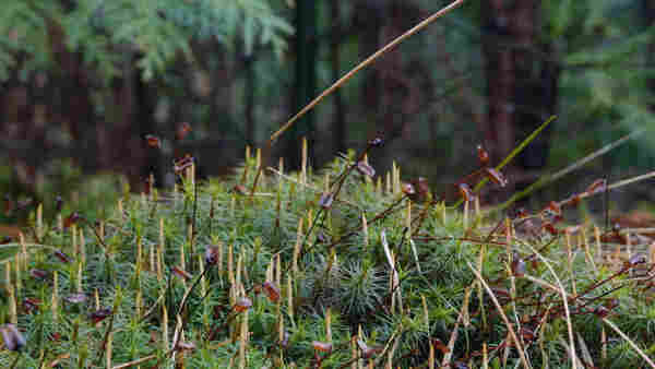 Juniper Haircap Moss (Polytrichum juniperinum) with orange-yellow sporophytes at the edge of a forest.
Dark black forest in the background.