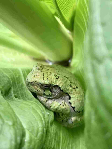 Tree frog nestled in the leaves of a teasel plant.  Photo courtesy of my spouse who spotted this little frog in our garden.
