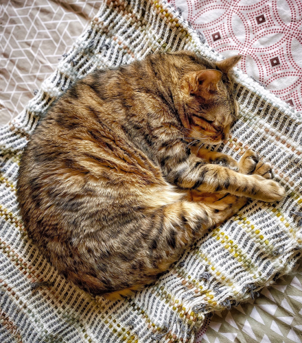 Bengal cat Neko napping in the full shrimp position on his knitted blanket. 