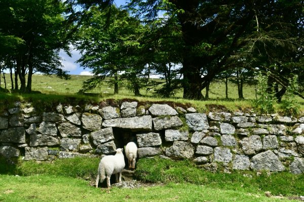 Two large lambs disappear into a wall.