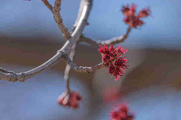 Photo of a red maple bloom inflorescence extending from a grey twig with out of focus twigs, blooms, and a pale blue sky in the background. The flowers consist of magenta petals or sepals surrounding a center filled with vivid magenta pistils and stamens.