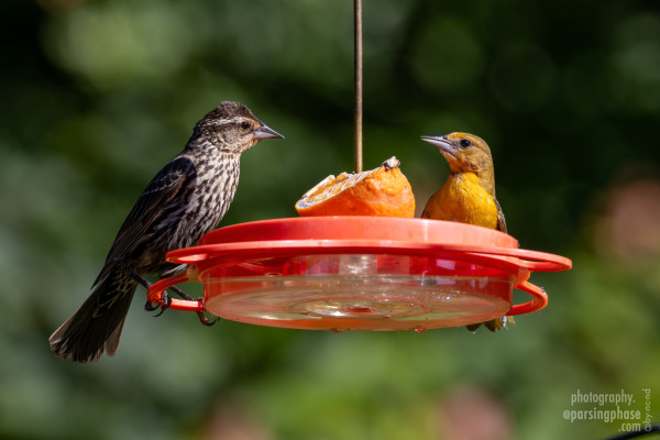 A female Red-winged Blackbird, and a female or juvenile Baltimore Oriole, share a quiet moment around an orange segment.