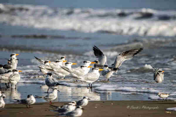 This is a photograph of a beach with over a dozen birds gathered at the water's edge.  There is brown sand at the bottom of the frame.  Farther up, where the wand is still wet with a thin layer of water, there are reflections of birds.  There is a irregular line of foamy water pushing up the beach and beyond that the water is choppy.  In a slightly diagonal line at the top of the frame is a wave approaching beach.