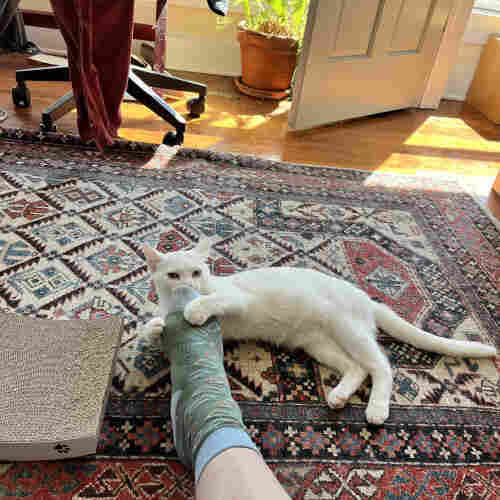 a white kitten grabs hold of a human's foot in a green sock