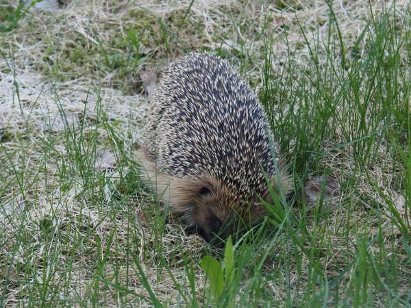 A photo of a hedgehog amidst a mix of matted, dry yellow grass and new green grass. They're sniffing for food with their nose buried in the ground but head tilted so that they seem to be peeking at the camera with one eye.