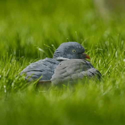 A wild pidgeon sitting in green grass that is about 10 cm high. The bird is looking over its shoulder.