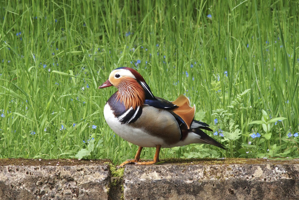A male mandarin duck with its glorious plumage. Orange feathers on the side of the face, a purple chest, deep blue shoulders, large orange feathers that stick up like sails on its back, white breast and forehead and orange feet. Seen standing on canalside low wall, against background of long grasses, scattered with small blue flowers