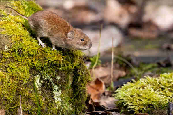 Eine Maus auf moosigen Steinen