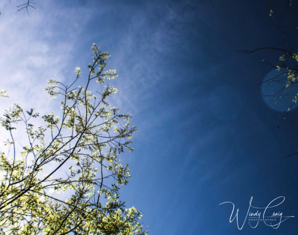 This is a photo of a tree in the early spring with new green leaves against a blue sky.