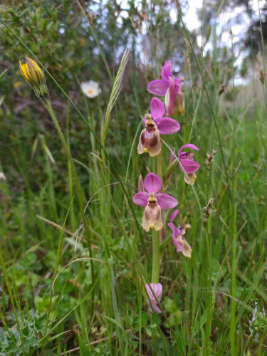 Ejemplar de Ophrys tenthredinifera en flor. Presenta seis flores en espiga. El labelo es marrón con el borde amarillo y los tépalos son de color rosa. Crece en una pradera con gran variedad de hierbas anuales.