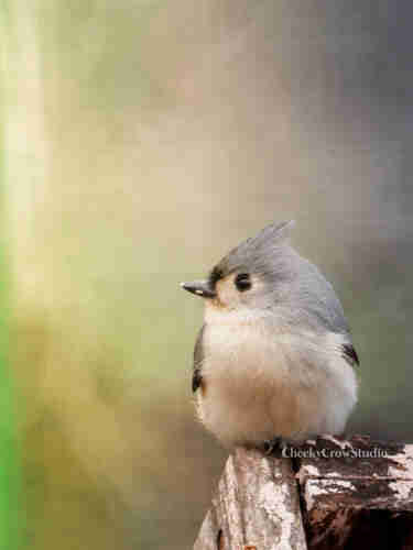 A small titmouse looks off into the distance.