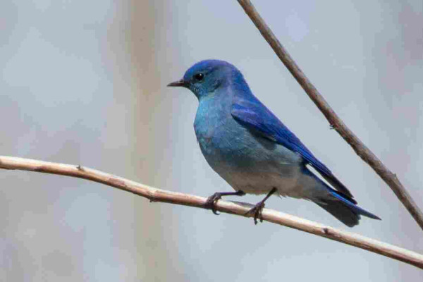 A male Mountain Bluebird perched on a branch.
