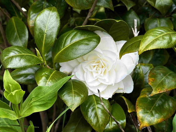 A white camellia flower partly hidden by dark glossy green leaves
