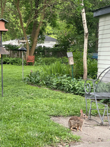 A large brown rabbit in the foreground of a green suburban backyard and another rabbit popping up from some low leafy plants in the background. There are two bird feeders, a butterfly house, a red chairs, a garage, and a metal bench scattered amongst the greenery