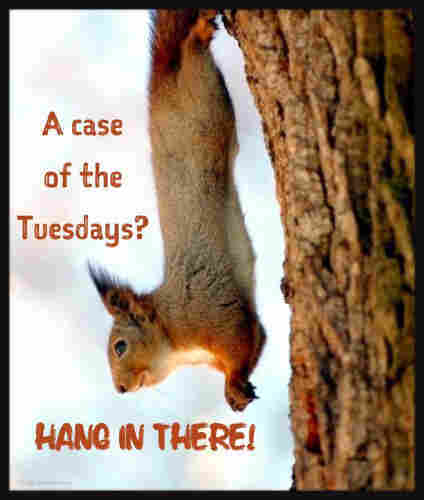 Picture a red squirrel hanging from a branch by its back legs close to the trunk of a tree. The caption reads “A case of the Tuesdays?” “HANG IN THERE!”